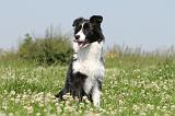 BORDER COLLIE 529